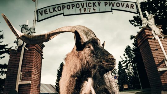 Velkopopovický Kozel